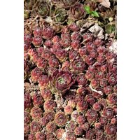 Kategorie <b>Produkt nicht gewünscht </b> - Sempervivum x cult.'Hey Hey'