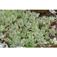 Kategorie <b>Produkt nicht gewünscht </b> - Sempervivum tectorum var.glaucum