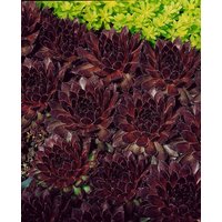 Kategorie <b>Produkt nicht gewünscht </b> - Sempervivum tectorum 'Noir'