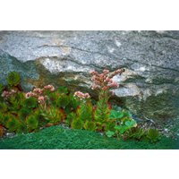 Kategorie <b>Produkt nicht gewünscht </b> - Sempervivum montanum