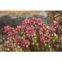 Kategorie <b>Produkt nicht gewünscht </b> - Sempervivum arachnoideum