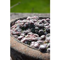 Kategorie <b>Produkt nicht gewünscht </b> - Sempervivum arachn.'Silberkarneol'