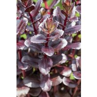 Kategorie <b>Stauden </b> - Sedum Touchdown Teak