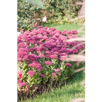 Kategorie <b>Stauden </b> - Sedum telephium Green-Pink