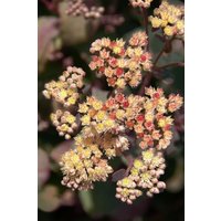 Kategorie <b>Produkt nicht gewünscht </b> - Sedum telephium 'Yellow Xenox' -R-