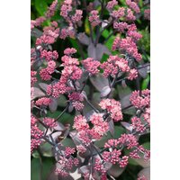 Kategorie <b>Stauden </b> - Sedum telephium 'Xenox' -R-
