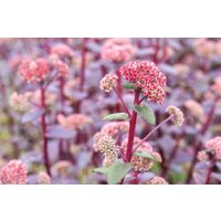 Kategorie <b>Stauden </b> - Sedum telephium 'Red Cauli' -R-