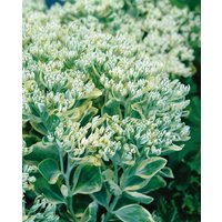 Kategorie <b>Stauden </b> - Sedum telephium 'Frosty Morn'