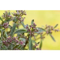 Kategorie <b>Produkt nicht gewünscht </b> - Sedum spurium 'Tricolor'