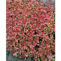 Kategorie <b>Produkt nicht gewünscht </b> - Sedum spurium 'Schorbuser Blut'