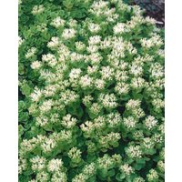 Kategorie <b>Produkt nicht gewünscht </b> - Sedum spurium 'Album Superbum'
