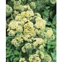 Kategorie <b>Stauden </b> - Sedum spectabile 'Sunkissed' -R-