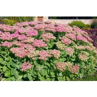 Kategorie <b>Stauden </b> - Sedum spectabile 'Rosenteller'