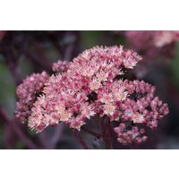 Stauden - Sedum spectabile 'Purple Emperor'