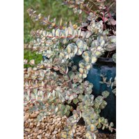 Kategorie <b>Stauden </b> - Sedum sieboldii 'Mediovariegatum'