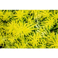 Kategorie <b>Produkt nicht gewünscht </b> - Sedum reflexum 'Angelina'