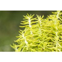 Kategorie <b>Produkt nicht gewünscht </b> - Sedum reflexum