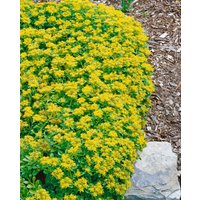 Kategorie <b>Produkt nicht gewünscht </b> - Sedum kamtschaticum var.ellacombianum