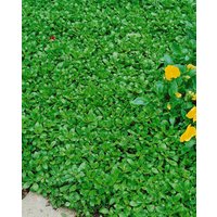 Kategorie <b>Produkt nicht gewünscht </b> - Sedum hybridum 'Immergrünchen'