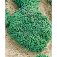 Kategorie <b>Produkt nicht gewünscht </b> - Sedum hispanicum