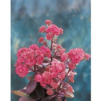 Kategorie <b>Stauden </b> - Sedum cauticola 'Vera Jameson'
