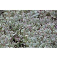 Kategorie <b>Stauden </b> - Sedum cauticola 'Lidakense'