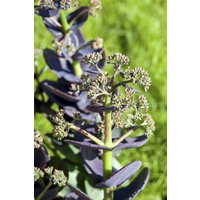 Kategorie <b>Produkt nicht gewünscht </b> - Sedum cauticola 'Bertram Anderson'