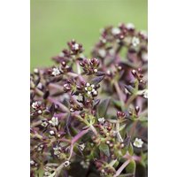 Kategorie <b>Stauden </b> - Sedum album