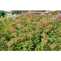 Kategorie <b>Produkt nicht gewünscht </b> - Sedum aizoon