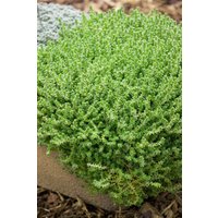 Kategorie <b>Stauden </b> - Sedum acre 'Aureum'