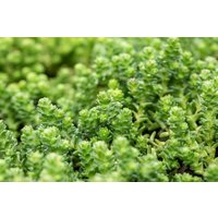 Kategorie <b>Produkt nicht gewünscht </b> - Sedum acre