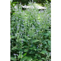 Kategorie <b>Stauden </b> - Scutellaria incana