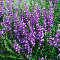 Kategorie <b>Produkt nicht gewünscht </b> - Scutellaria baicalensis