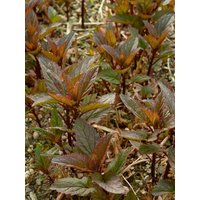 Kategorie <b>Produkt nicht gewünscht </b> - Scrophularia nodosa