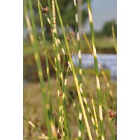 Kategorie <b>Produkt nicht gewünscht </b> - Scirpus lacustris tabernaemont.'Zebrinus'