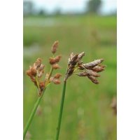Kategorie <b>Produkt nicht gewünscht </b> - Scirpus lacustris