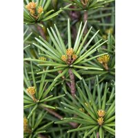 Kategorie <b>Blütensträucher und Ziergehölze </b> - Sciadopitys verticillata 'Beauty Green'