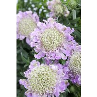 Kategorie <b>Stauden </b> - Scabiosa columbaria 'Pink Mist'