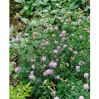 Kategorie <b>Produkt nicht gewünscht </b> - Scabiosa columbaria 'Nana'