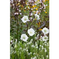 Kategorie <b>Produkt nicht gewünscht </b> - Scabiosa caucasica 'Miss E.Willmott'
