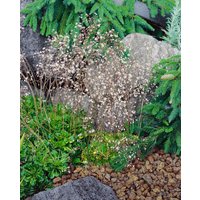 Kategorie <b>Stauden </b> - Saxifraga x urbium 'Variegata'