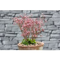 Kategorie <b>Stauden </b> - Saxifraga x urbium 'Clarence Elliott', gen.