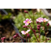 Kategorie <b>Stauden </b> - Saxifraga x arendsii 'Silver Cushion'