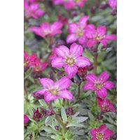 Kategorie <b>Stauden </b> - Saxifraga x arendsii 'Peter Pan'