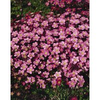 Kategorie <b>Stauden </b> - Saxifraga x arendsii 'Ingeborg'