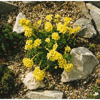 Kategorie <b>Stauden </b> - Saxifraga x apiculata