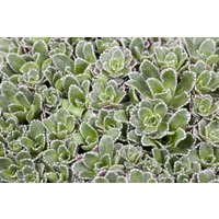 Kategorie <b>Stauden </b> - Saxifraga paniculata