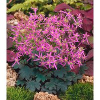 Kategorie <b>Stauden </b> - Saxifraga cortusif.var.fort.'Black Ruby'