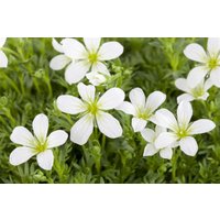 Kategorie <b>Stauden </b> - Saxifraga cespitosa 'Findling'