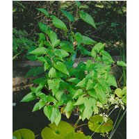 Kategorie <b>Produkt nicht gewünscht </b> - Saururus cernuus